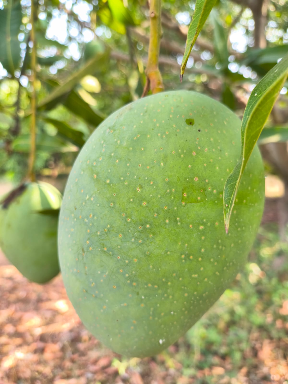 WhatsApp Image 2026 05 03 at 02.51.04 (1) – The Mango Farm, Jangaon Telangana